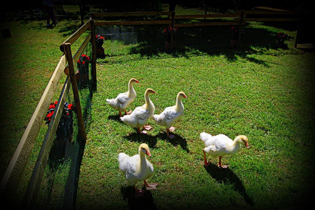 Agriturismo Borgovecchio Romans d'Isonzo Zewnętrze zdjęcie